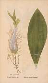 Ectypa vegetabilium Pl.138