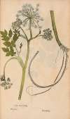 Ectypa vegetabilium Pl.178