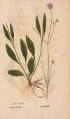 Ectypa vegetabilium Pl.193