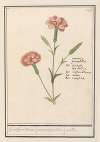 Anjer (Dianthus) Gentille. pot. bloemen. retonica Gariophilus. oeuillet.