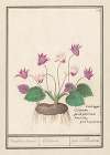 Cyclaam (Cyclamen) Varckens Brood. Ciclamen. pain de Pourceaux