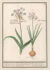 Daslook (Allium ursinum)