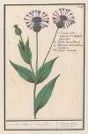 Grote centaurie (Centaurea scabiosa)