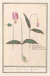 Hondstand (Erythronium dens-canis) honds-tand. Dens Caninus. Satirion