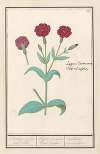 Koekoeksbloem (Lychnis) of Prikneus (Lychnis coronaria)