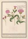 Koekoeksbloem (Silene dioica) Wilden Basilie. Ocijmiodes flore pleno. Basilie Sauvage