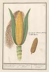 Mais (Zea mays) Geluwe turks Coorne. of turksche terwe frumentum indicum flavum. Bled de turquie jeaune