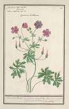 Ooievaarsbek (Geranium) Hovaerts Beck. Geranium haemathodes Gruinum Bulbosum Bec de grue a racine Bulbeuse.