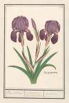 Paarse iris (Iris germanica) Puper lisbloeme iris purpurea, iris parva violacea. iris violette