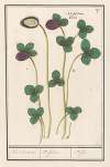 Rode klaver (Trifolium pratense) Klee Claevers. Trifolium. Trefle