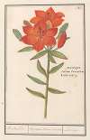 Rode lelie (Lilium) Roode Lelie Martagon. lilium Cruentum Lis rouge