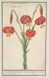 Rode lelie (Lilium) turksche turbant. Roode krul-lelie. Martagon constantinopolitanum Martagon rouge