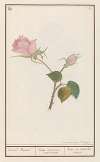 Roos (Rosa) maend Roose Rosa omnium mensium Rose de tous les mois