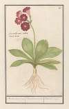 Sleutelbloem (Primula) Roode Beeren oore. Auricula ursi rubra. Auricule rouge