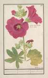 Stokroos (Alcea rosea) Enkel wynter roosen. Malva rosea hiemalis. passerose a fleur simple.