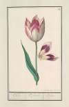 Tulp (Tulipa)