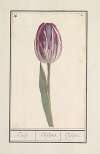 Tulp (Tulipa)