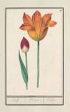 Tulp (Tulipa)