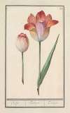 Tulp (Tulipa)