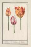 Tulp (Tulipa)