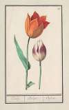 Tulp (Tulipa)