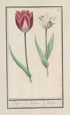 Tulp (Tulipa)