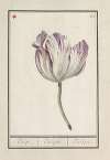 Tulp (Tulipa)