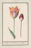 Tulp (Tulipa)