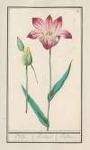 Tulp (Tulipa)