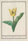 Tulp (Tulipa)