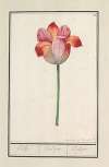 Tulp (Tulipa)