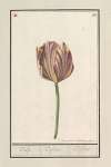 Tulp (Tulipa)