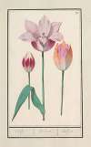 Tulp (Tulipa)