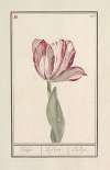 Tulp (Tulipa)