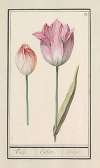 Tulp (Tulipa)