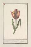 Tulp (Tulipa)