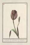 Tulp (Tulipa)