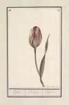 Tulp (Tulipa)