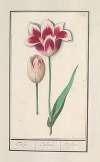 Tulp (Tulipa)