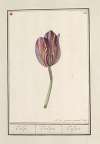 Tulp (Tulipa)