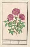 Wilde roos (Rosa) Welriekende bosch roose rosa silverstris adorata. Rose des bois avec odeur