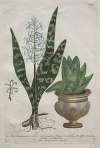 Aloes