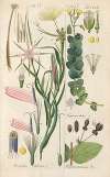 Botanisches Handbuch Pl.01