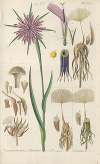 Botanisches Handbuch Pl.02