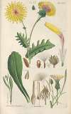 Botanisches Handbuch Pl.03