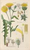 Botanisches Handbuch Pl.04