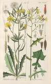 Botanisches Handbuch Pl.06