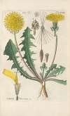 Botanisches Handbuch Pl.07