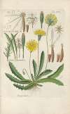 Botanisches Handbuch Pl.08