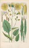 Botanisches Handbuch Pl.09